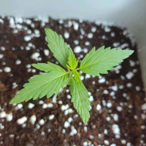 Somango XXL Automatic growlog timeline photo