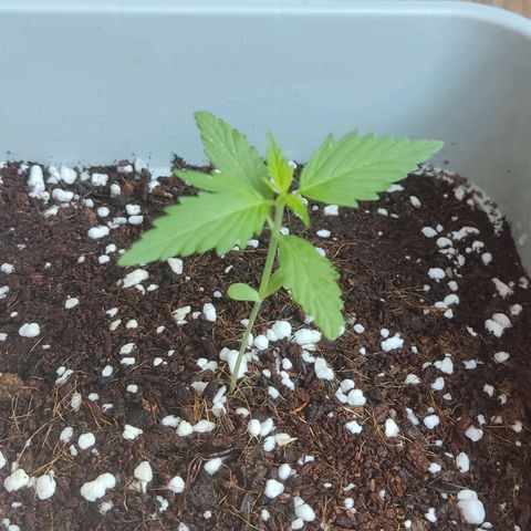 Somango XXL Automatic growlog timeline photo