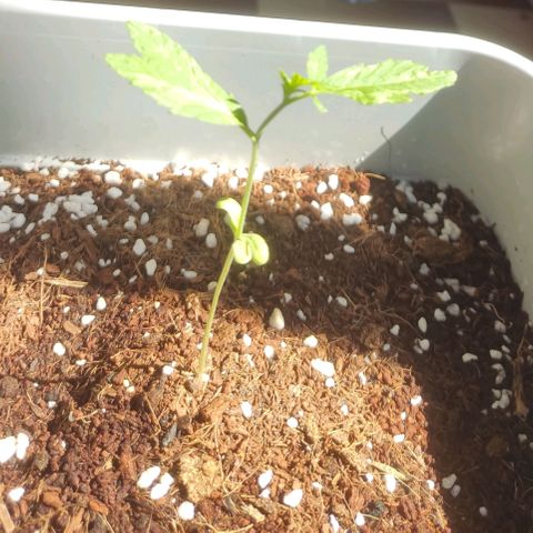 Quick One growlog photo: El crecimiento sigue raro