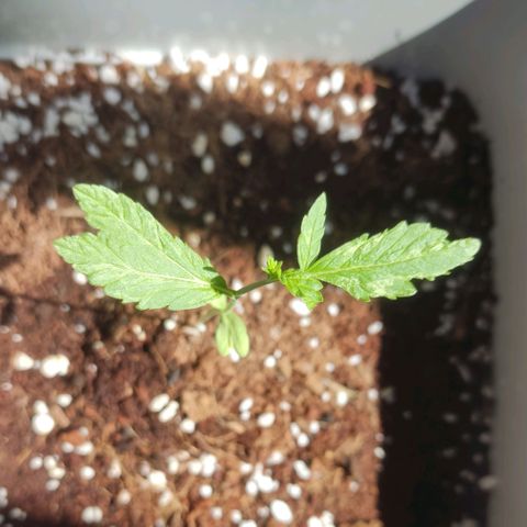 Quick One growlog photo: El crecimiento sigue raro