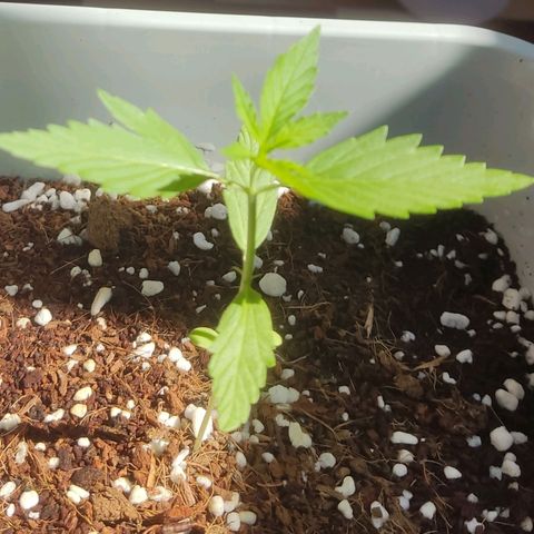Somango XXL Automatic growlog timeline photo