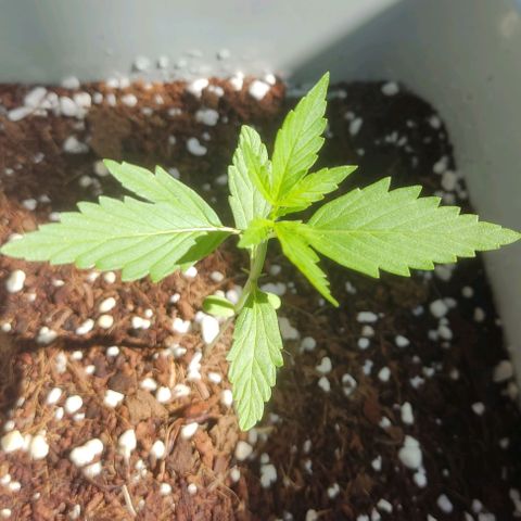 Somango XXL Automatic growlog timeline photo