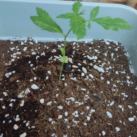 Quick One growlog timeline photo