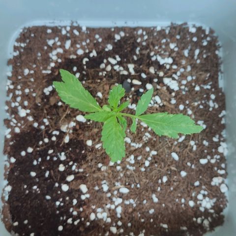 Quick One growlog timeline photo