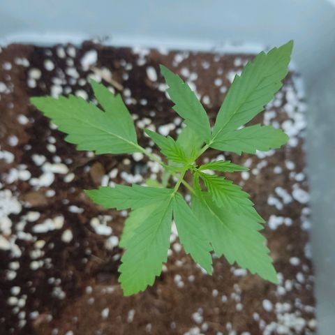 Somango XXL Automatic growlog timeline photo