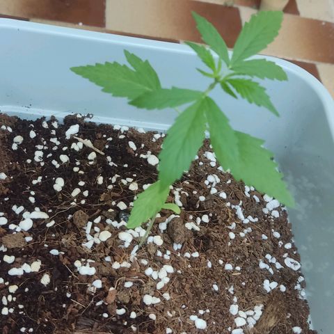 Somango XXL Automatic growlog timeline photo