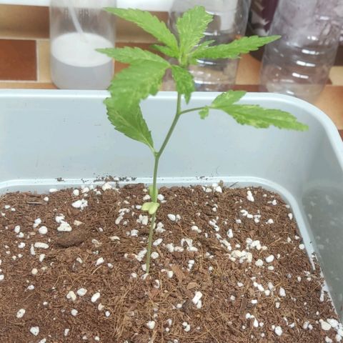 Quick One growlog timeline photo