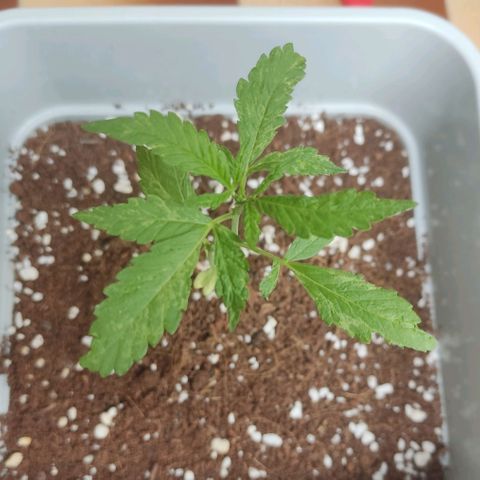 Quick One growlog timeline photo
