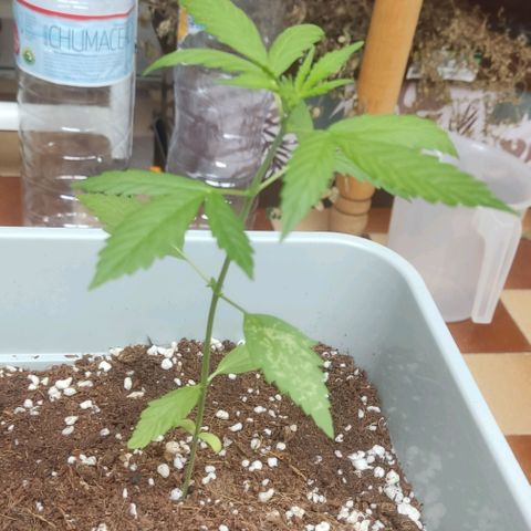 Somango XXL Automatic growlog timeline photo