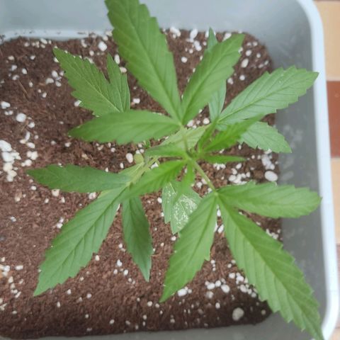 Somango XXL Automatic growlog timeline photo