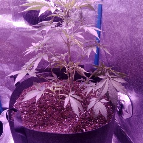 Snorlax kush growlog timeline photo
