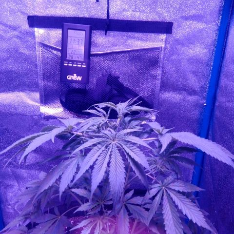 Snorlax kush growlog photo: Fim