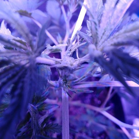 Snorlax kush growlog photo: Fim