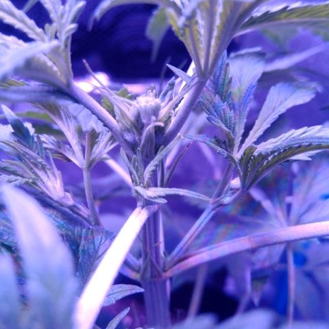 Snorlax kush growlog photo: Fim