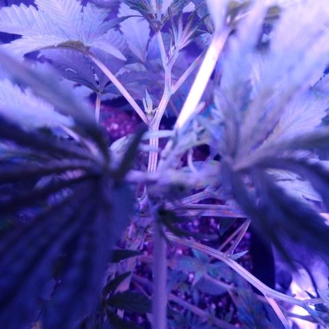 Snorlax kush growlog photo: Fim