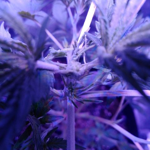 Snorlax kush growlog photo: Fim