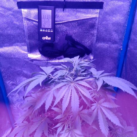 Snorlax kush growlog photo: Fim