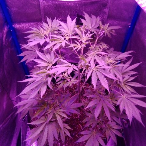 Snorlax kush growlog photo: Week one flower 