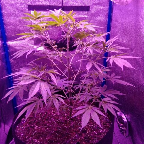 Snorlax kush growlog photo: Week one flower 