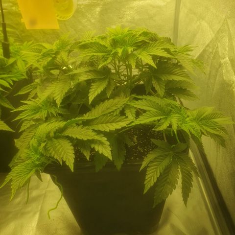 CANDY CAKE PAX GENETIK growlog timeline photo