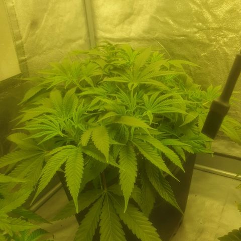 Gorilla Glue x Pacokuzeng growlog timeline photo