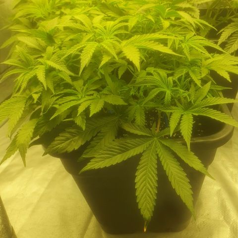 Gorilla Glue x Pacokuzeng growlog timeline photo