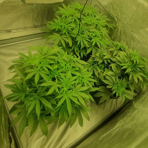CANDY CAKE PAX GENETIK growlog timeline photo