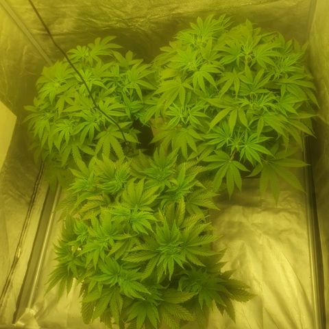 CANDY CAKE PAX GENETIK growlog timeline photo