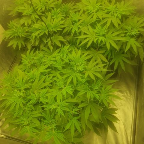 CANDY CAKE PAX GENETIK growlog timeline photo