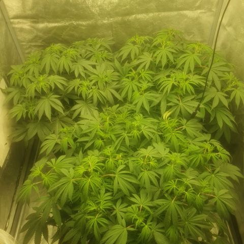 CANDY CAKE PAX GENETIK growlog photo: Oben rechts candycake
Oben links und untere Gorilla glue 