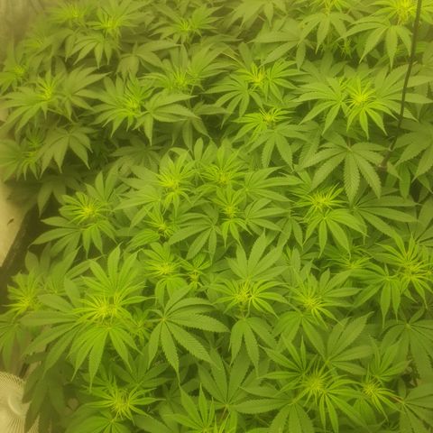 CANDY CAKE PAX GENETIK growlog timeline photo