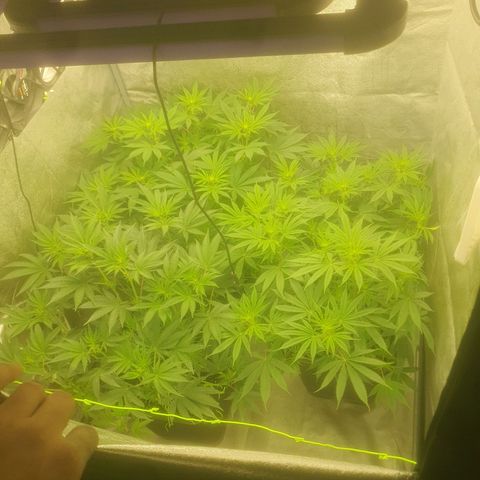 CANDY CAKE PAX GENETIK growlog timeline photo