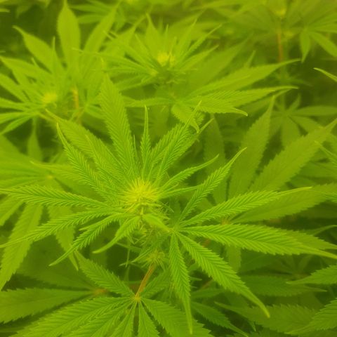 CANDY CAKE PAX GENETIK growlog timeline photo
