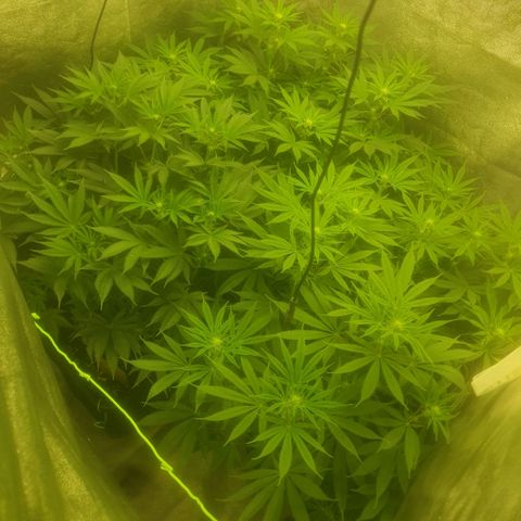 CANDY CAKE PAX GENETIK growlog timeline photo