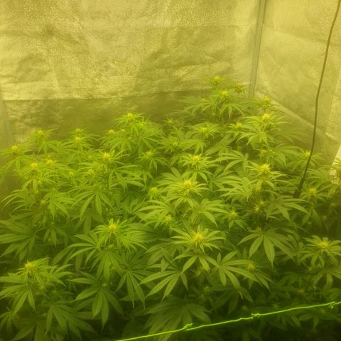 CANDY CAKE PAX GENETIK growlog timeline photo