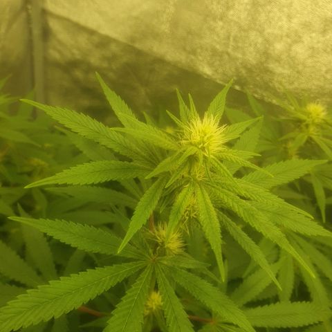 CANDY CAKE PAX GENETIK growlog timeline photo