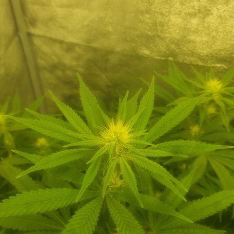CANDY CAKE PAX GENETIK growlog timeline photo