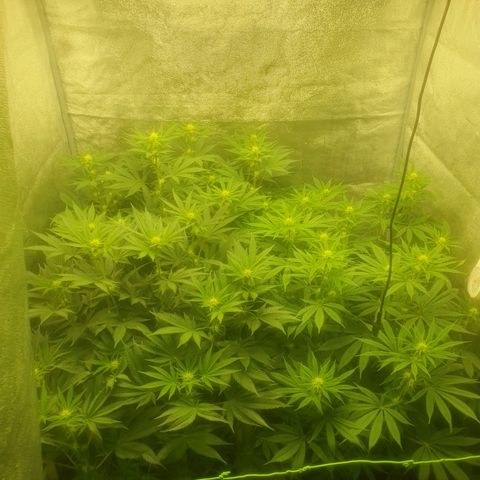 CANDY CAKE PAX GENETIK growlog timeline photo