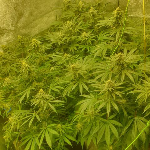 CANDY CAKE PAX GENETIK growlog photo: Oben rechts candy cake 