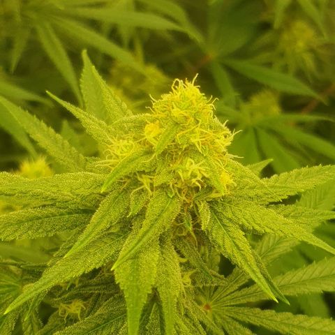CANDY CAKE PAX GENETIK growlog photo: Oben rechts candy cake 