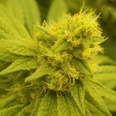 CANDY CAKE PAX GENETIK growlog photo: Oben rechts candy cake 
