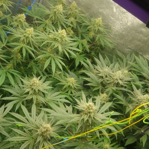 CANDY CAKE PAX GENETIK growlog photo: Oben rechts candy cake 
