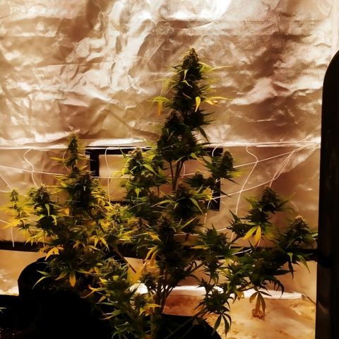 Blueberry Kush Automatic growlog timeline photo