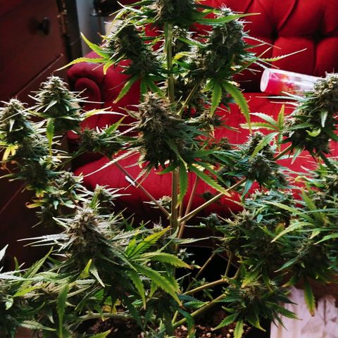 Blueberry Kush Automatic growlog timeline photo