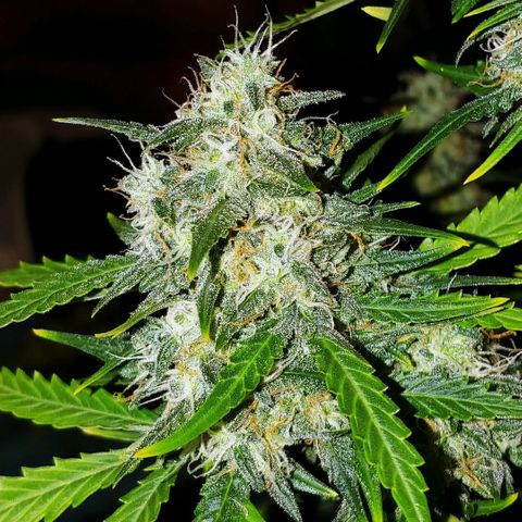 Blueberry Kush Automatic growlog timeline photo