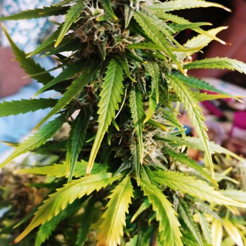 Blueberry Kush Automatic growlog timeline photo