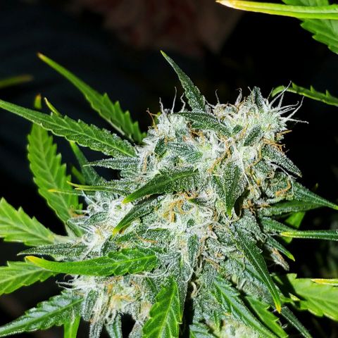 Blueberry Kush Automatic growlog timeline photo