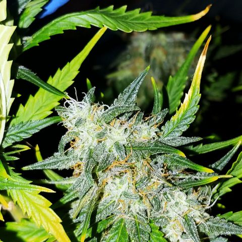 Blueberry Kush Automatic growlog timeline photo