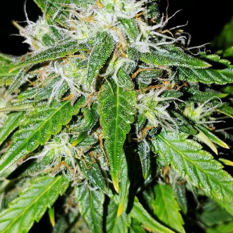 Blueberry Kush Automatic growlog timeline photo