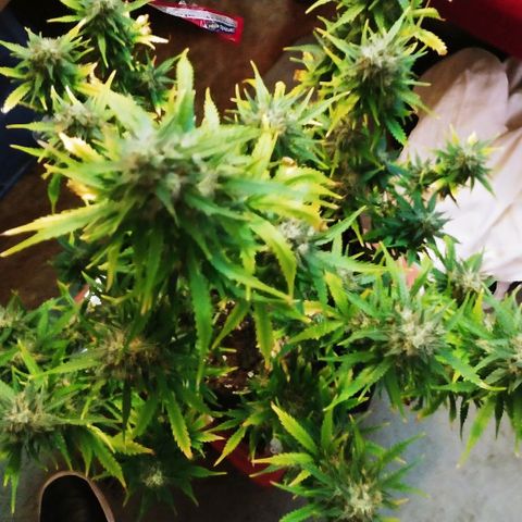 Blueberry Kush Automatic growlog timeline photo